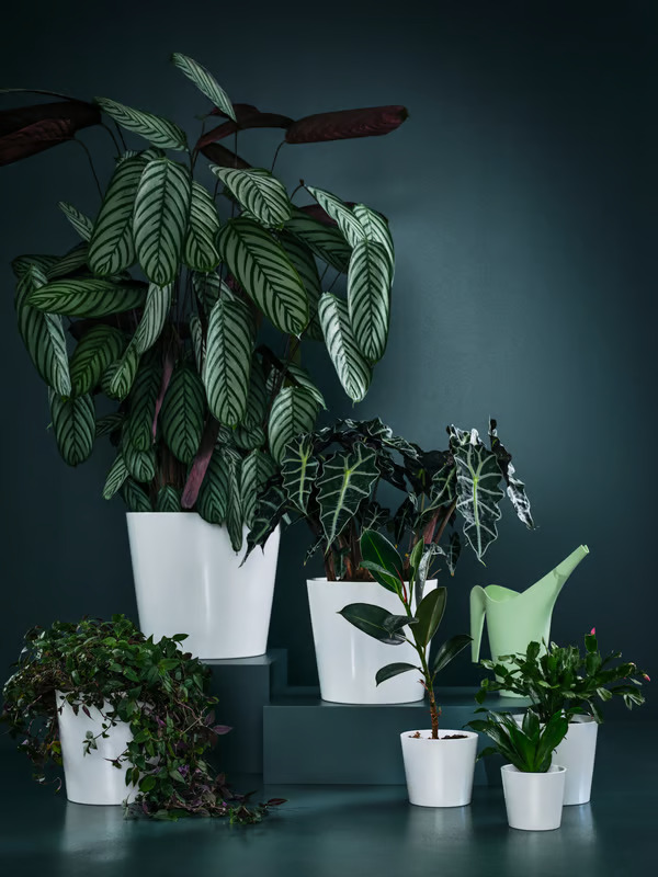Plastic Pots